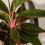 Aglaonema commutatum Liść