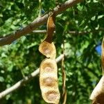 Albizia lebbeck Gyümölcs