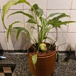 Spathiphyllum wallisii Leaf