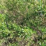 Baccharis pilularis عادت داشتن