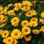 Heliopsis helianthoides Natur