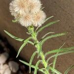 Erigeron bonariensis Fruit