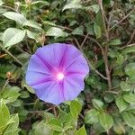 Ipomoea hederacea Λουλούδι