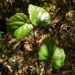 Cissus repens Hàbitat