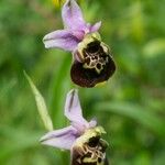 Ophrys fuciflora ശീലം