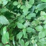 Circaea lutetiana Habit