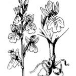 Orchis spitzelii 其他