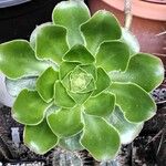 Aeonium undulatum Лист