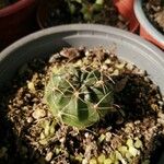 Echinocactus texensis Yaprak