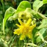 Andryala integrifolia Floare