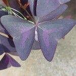 Oxalis triangularis A.St.-Hil.Foglia