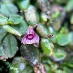 Bulbophyllum insolitum Flor