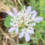 Scabiosa atropurpureaFlower