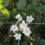 Rubus pruinosusFlor