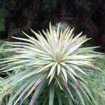 Cunninghamia lanceolata Лист