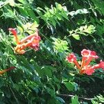 Campsis radicans花