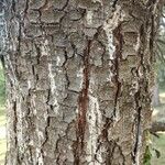 Pinus flexilis Bark