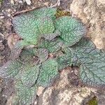 Verbascum phoeniceum Leaf