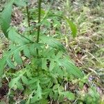 Serratula tinctoria Fuelha
