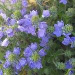 Veronica teucrium Flower