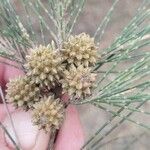 Casuarina cunninghamiana Ffrwyth