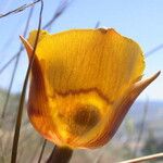 Calochortus clavatus Flor