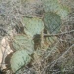 Opuntia engelmannii Costuma