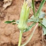 Tragopogon buphthalmoides Fruit