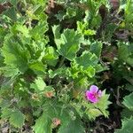 Pelargonium grandiflorum Feuille