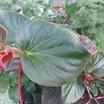 Begonia cucullata Leaf