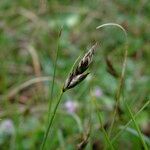 Carex praecox Õis