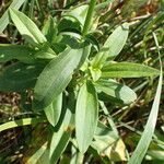 Saponaria officinalis Liść