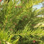 Grevillea rosmarinifolia List