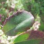 Azara petiolaris Leaf