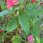 Impatiens balsamina ᱛᱟᱦᱮᱸ