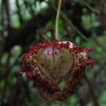 Monodora myristica Flower