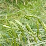 Bromus commutatus Fruit