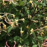 Lonicera etrusca 葉