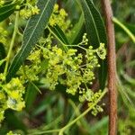 Searsia lancea Blüte
