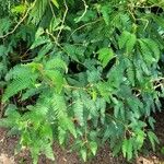 Mimosa polycarpa Blad