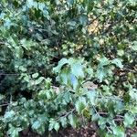 Prunus ilicifolia ഇല