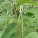 Echinacea purpurea 樹皮