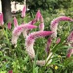 Celosia argenteaFlower