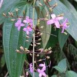 Oxyspora paniculata Blüte