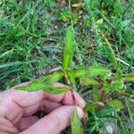 Persicaria maculosaपत्ता