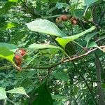 Crataegus douglasiiПлод