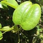 Smilax anceps Lapas