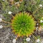 Paepalanthus alpinus Habitatea