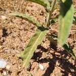 Solanum elaeagnifolium ഇല