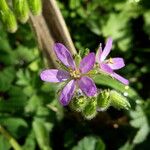 Erodium moschatum Flower